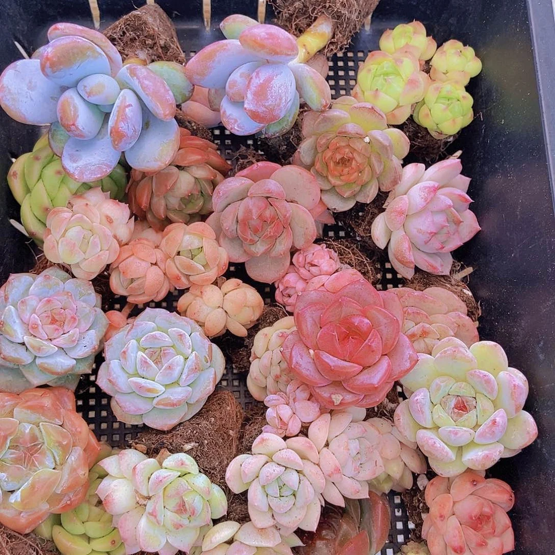 0000001量拍保底20颗