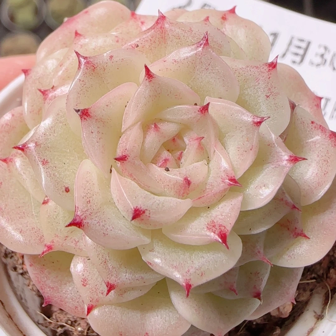 花语逸镜1130-252