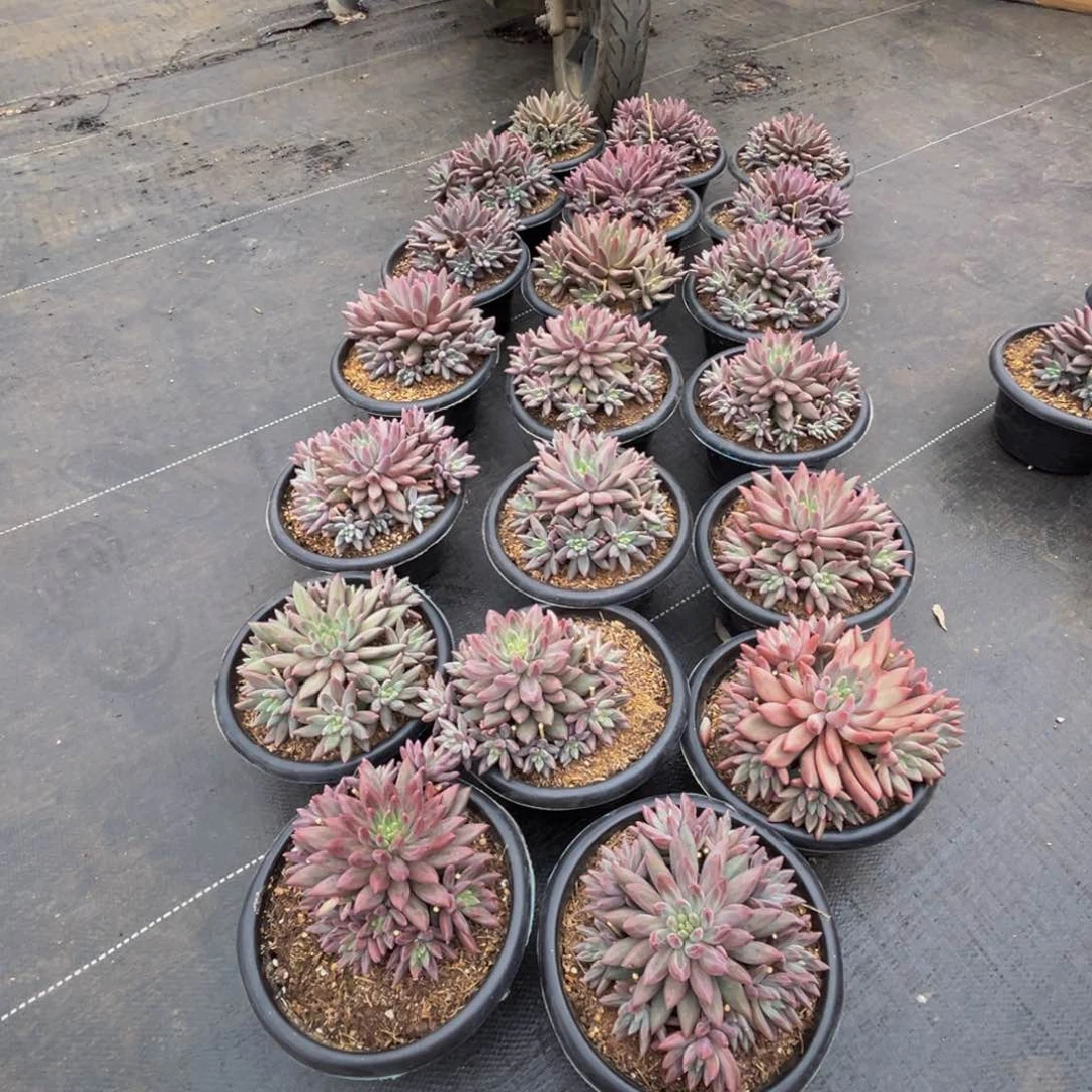 一***oh 34二十颗红蜻蜓