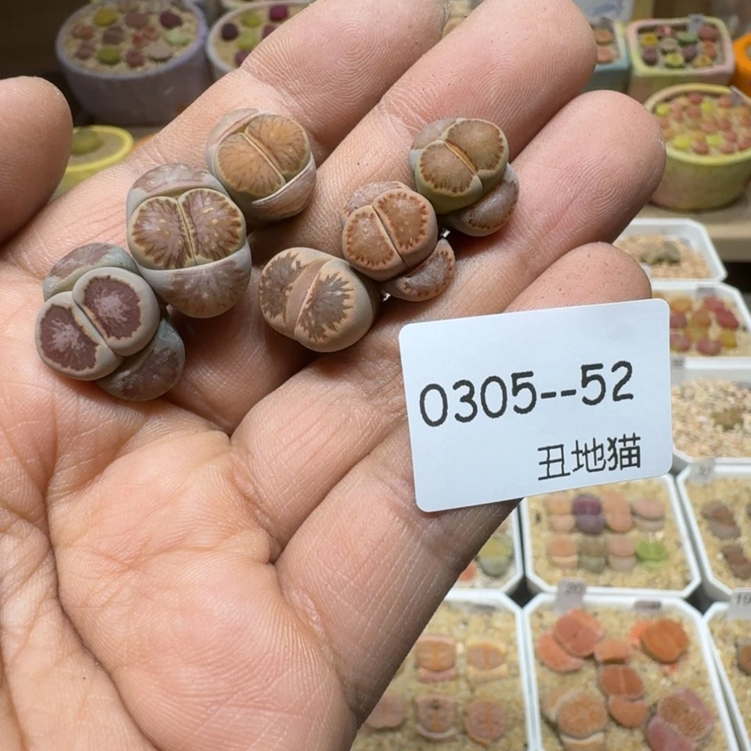 咔**子0305-052生石花