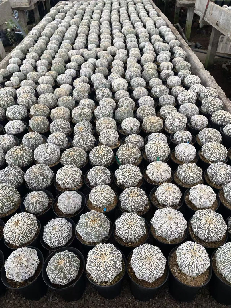 实生精品超兜第16组    仙人球漳州基地直发 新手好养