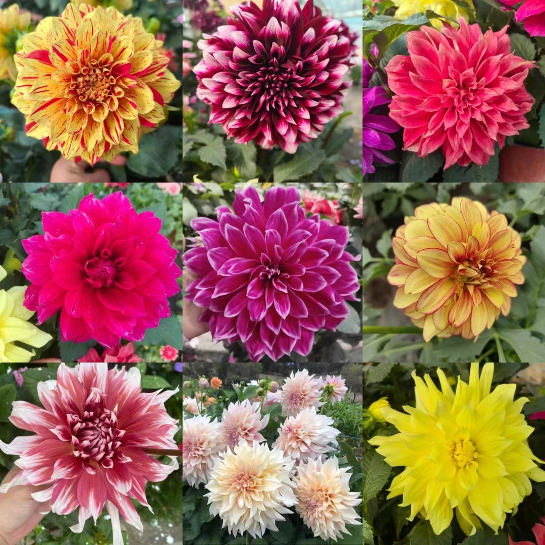 大丽花【穴盘苗】地瓜花苗大花型小花型进口品种随机发