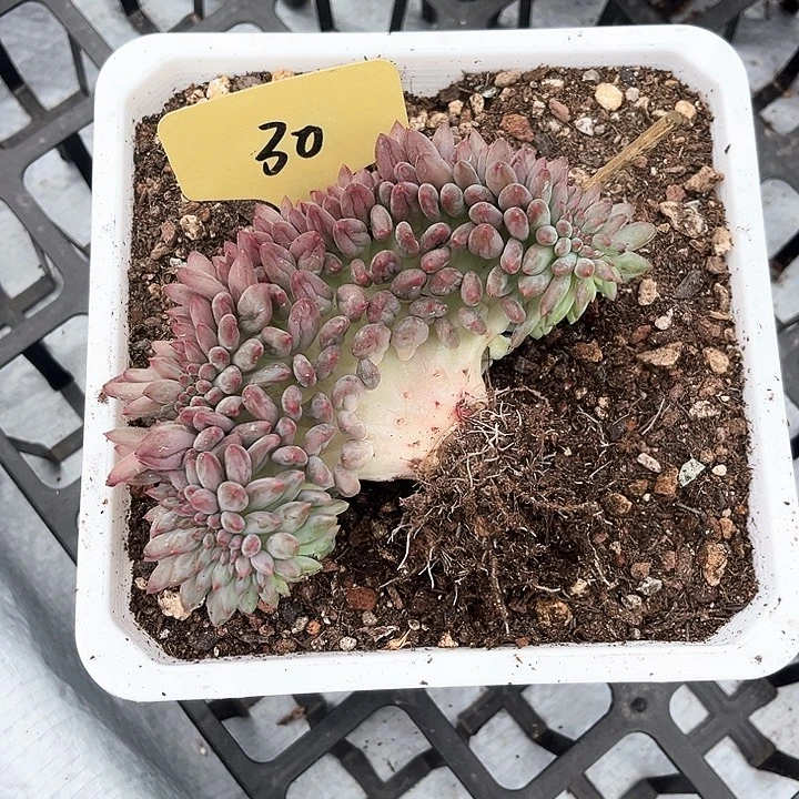 车厘子缀化30号码牌子的