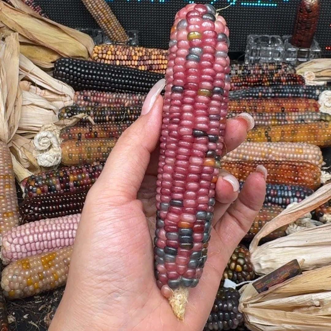 柏香籽/百香籽吊坠米*