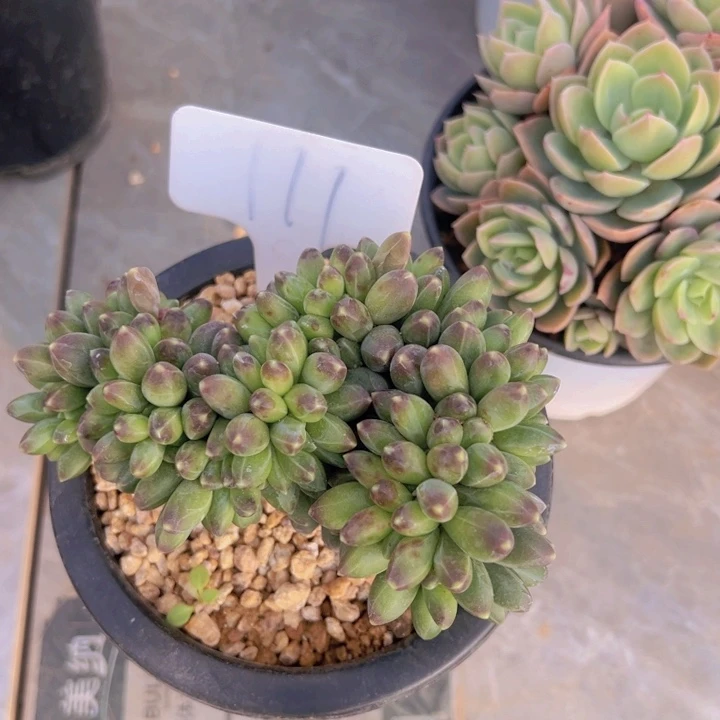 健健康康平平安安