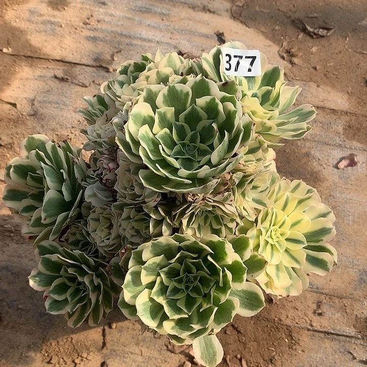 叶子有伤迈巴赫377号