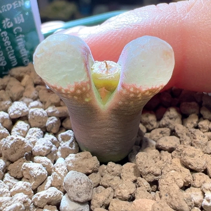 638。优选3年pv1089 紫体白窗好特别一颗 88折后价