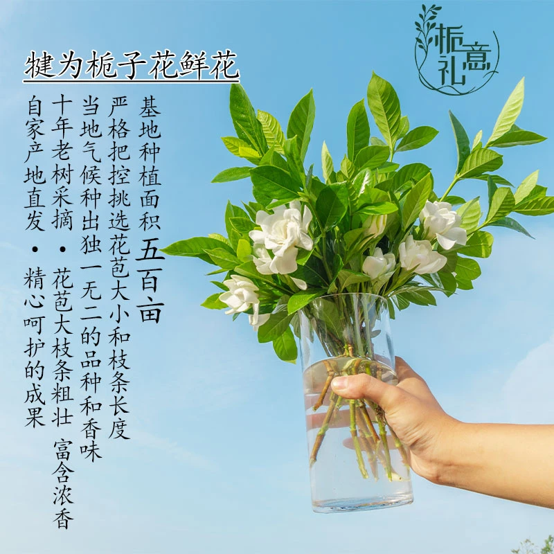 【顺丰陆运】赛白莲大叶大花栀子花鲜花 浓香型白色花卉花瓶插花