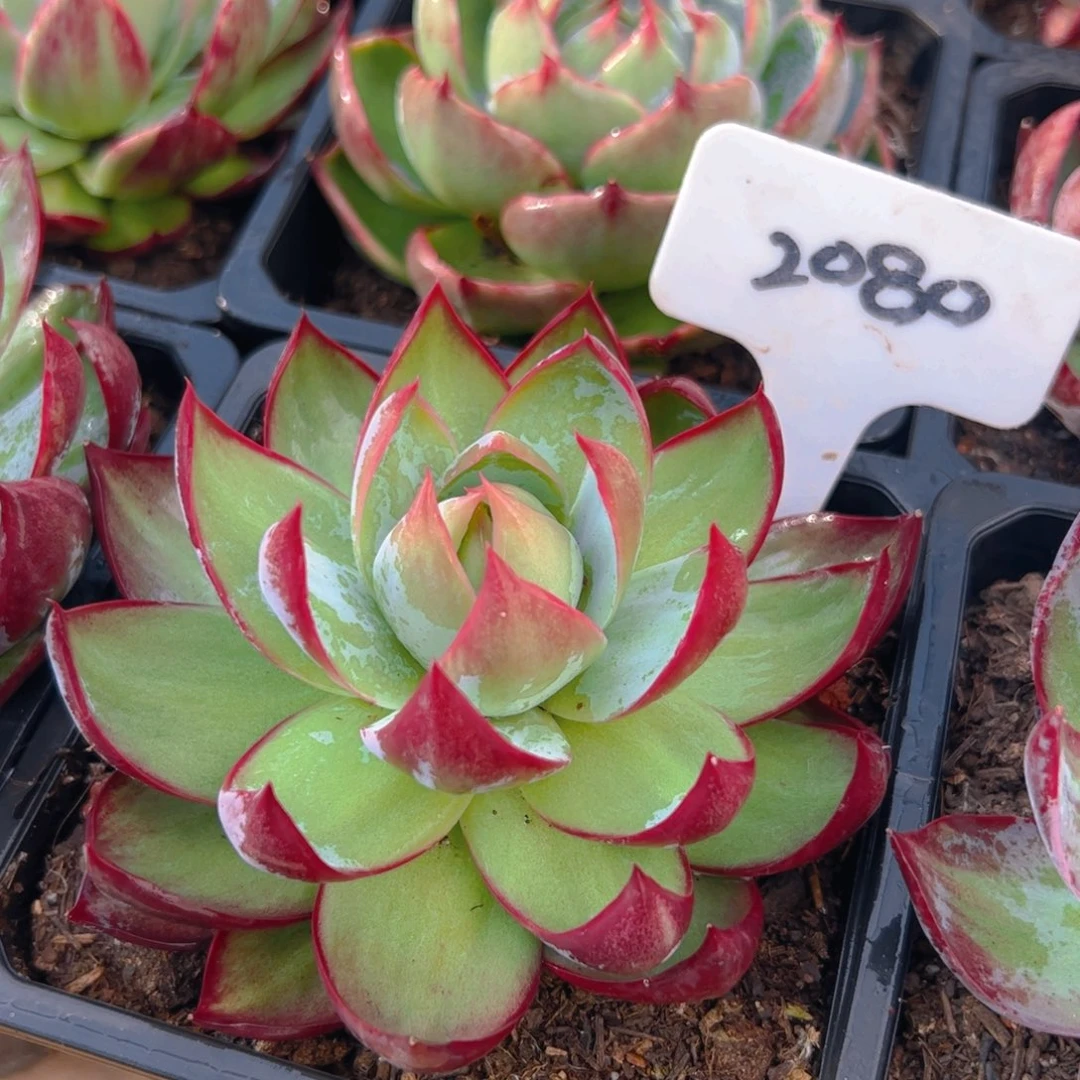 惊鸿仙子一物一拍2080号