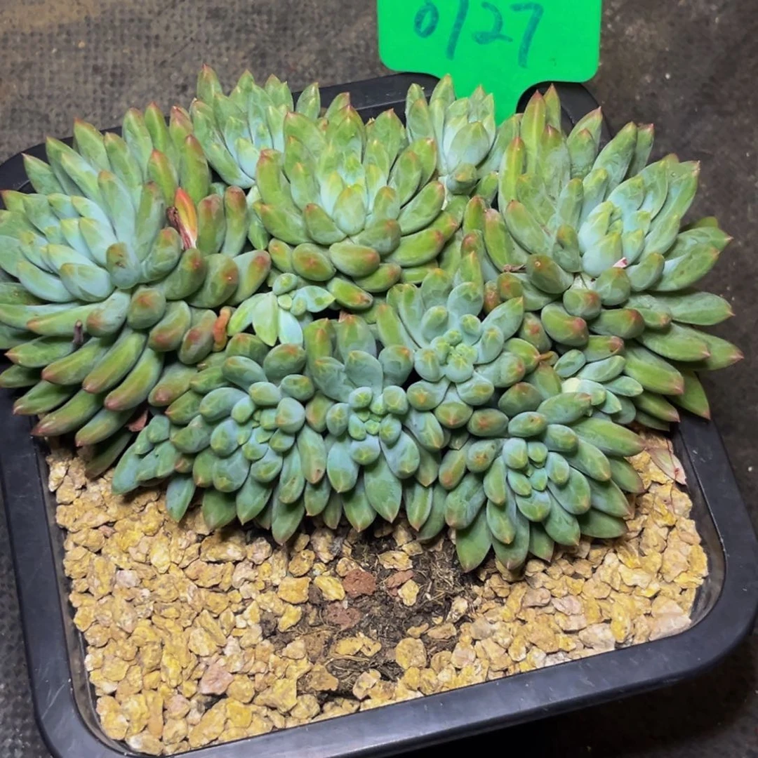 0727下午多肉植物群生