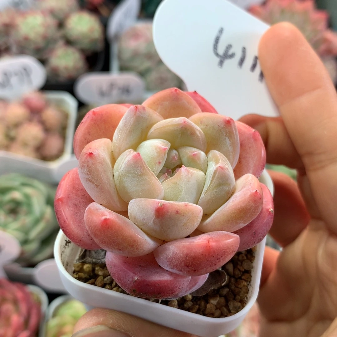 刚毅单头可拍4111