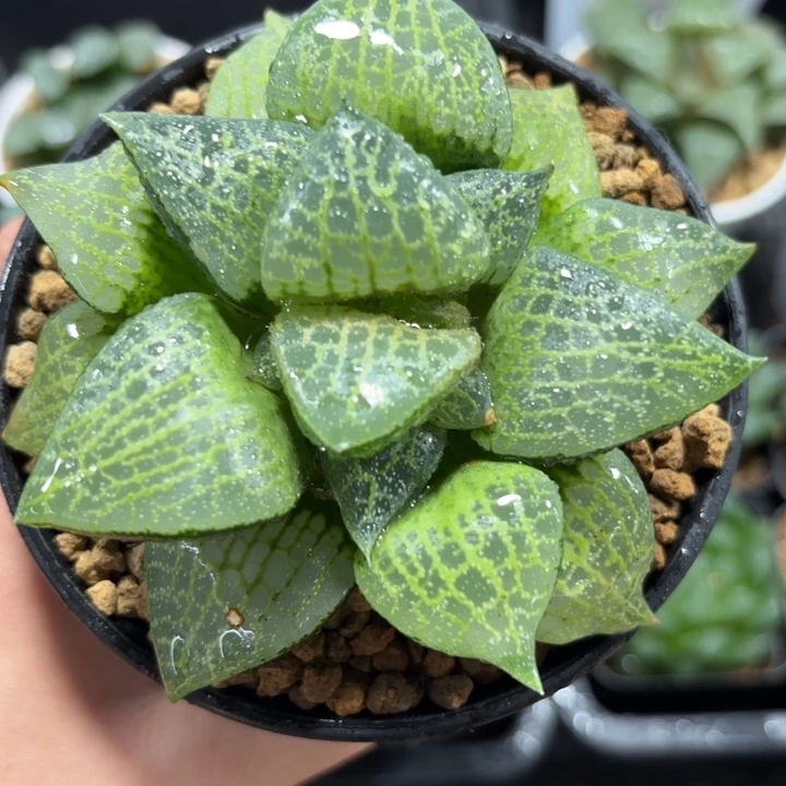 白鲸康平绿胖子多肉植物