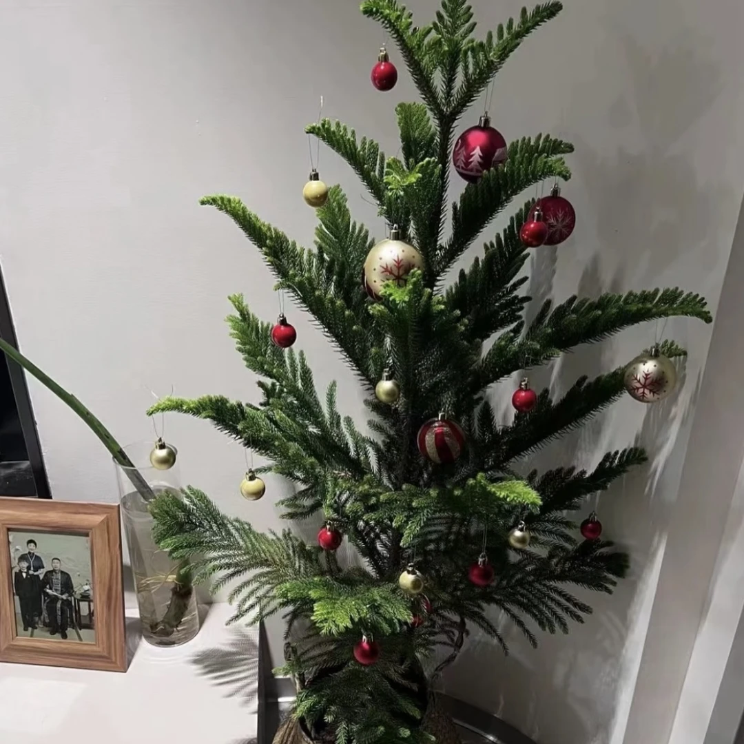 南洋杉圣诞树室内外绿植好养好活冬天耐寒可diy