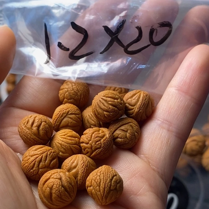 文玩核桃手串秦岭野生龙纹桃核12