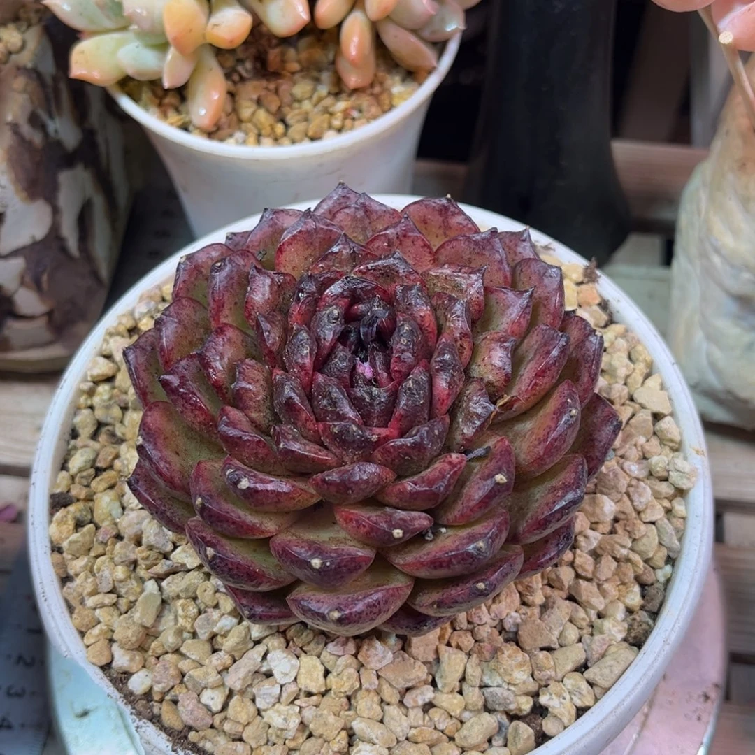 不知道多肉植物duonvn