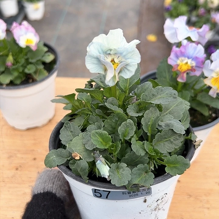 红陶抖音直播闪拍57