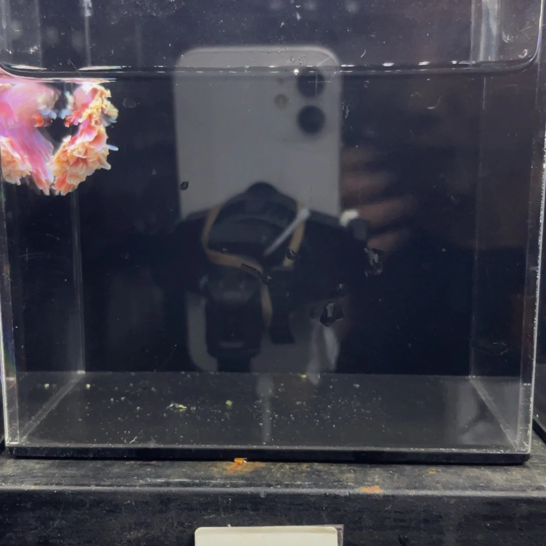 泡***o斗鱼Hahahshs 467