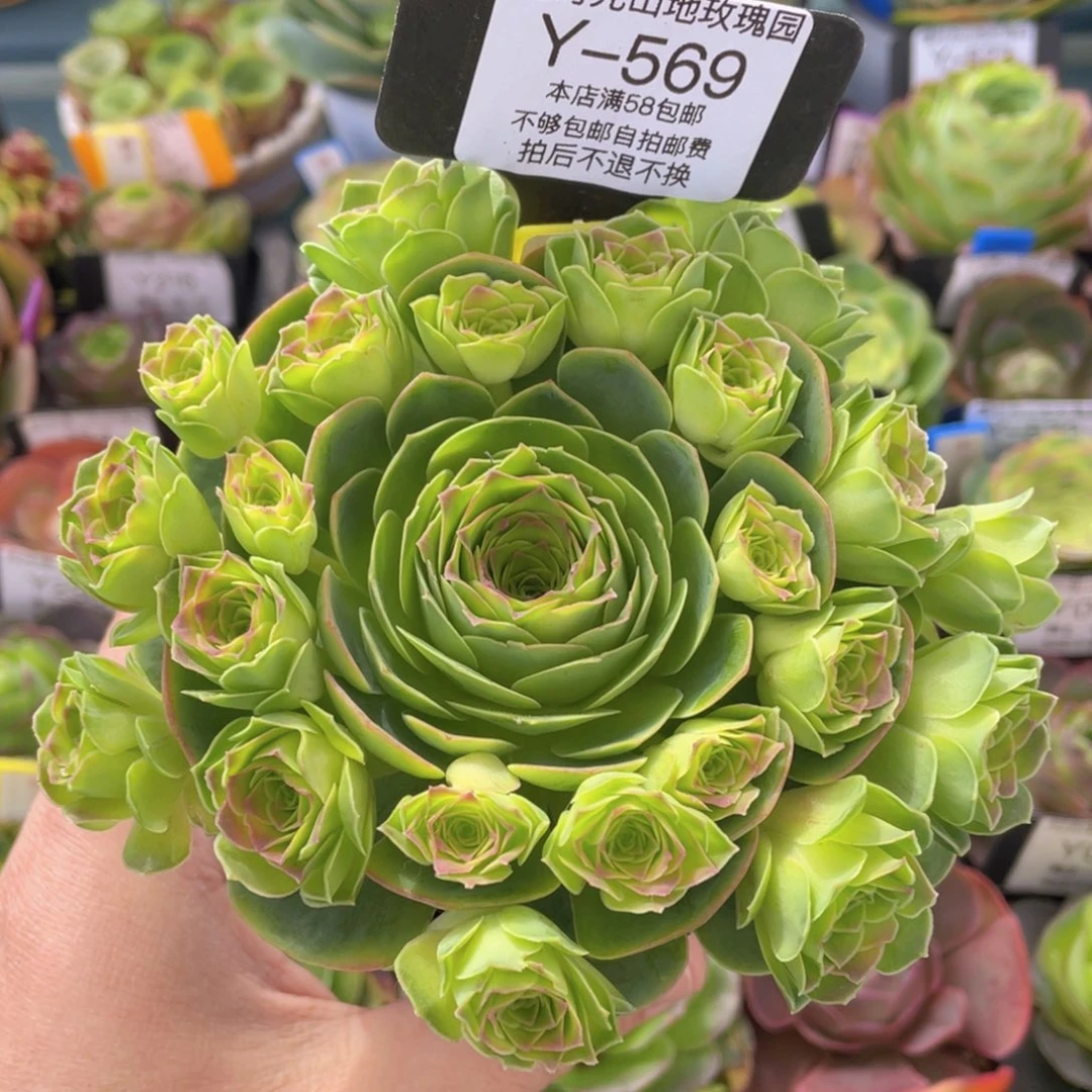 梦屿新年福利569一物一拍