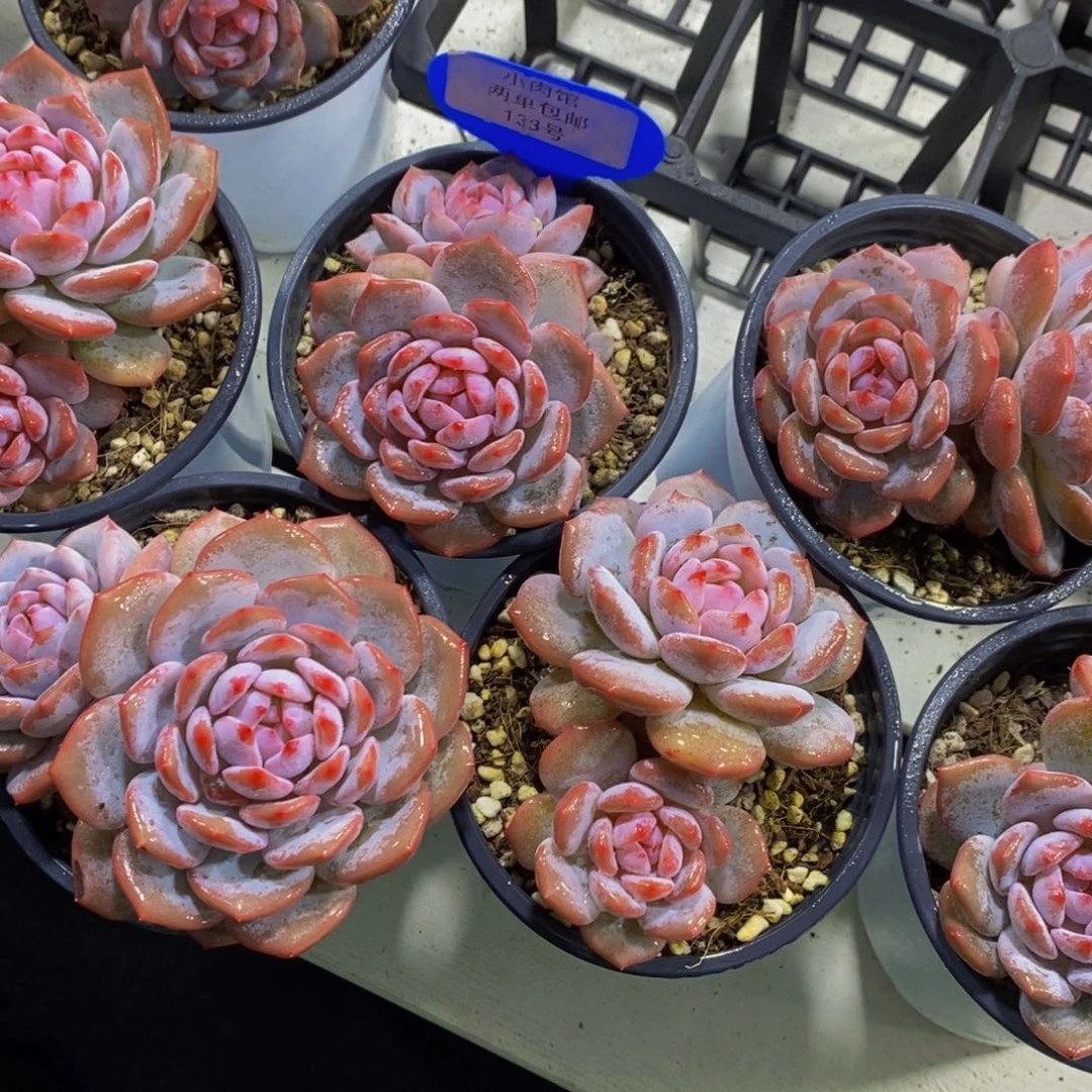 133-精品母本糖心星星橙双头一个