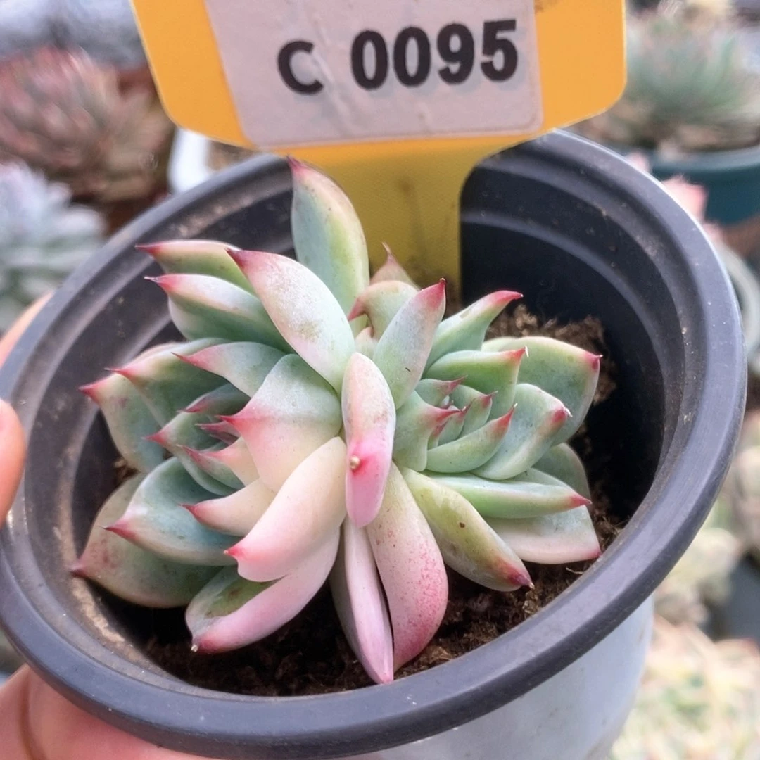 095锦锦锦锦锦锦锦