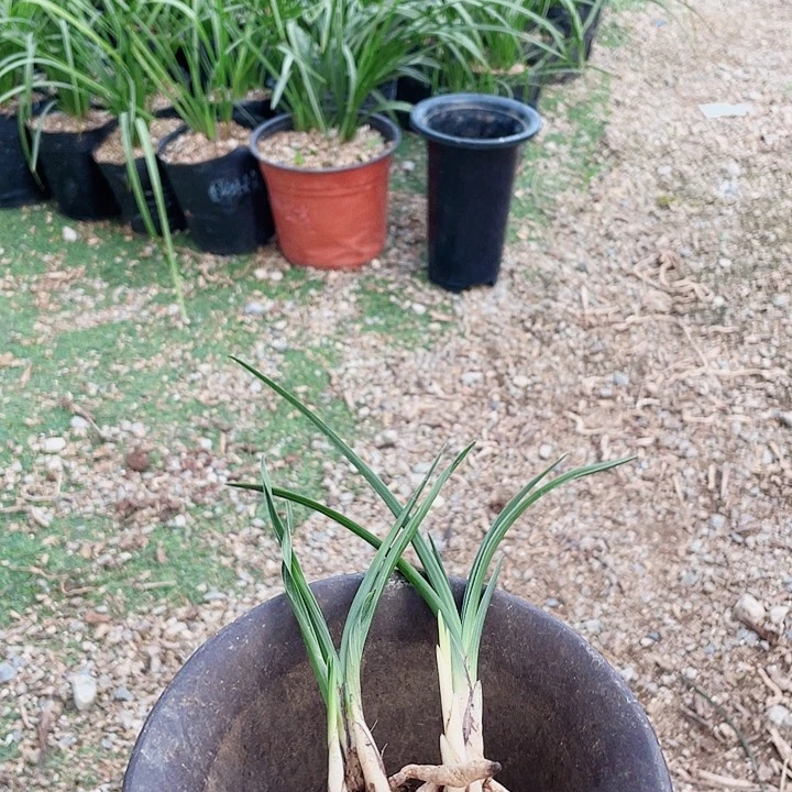 当前无花栽培后可以开花平**福