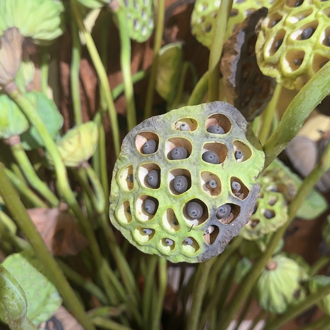 老莲蓬一单12枝发