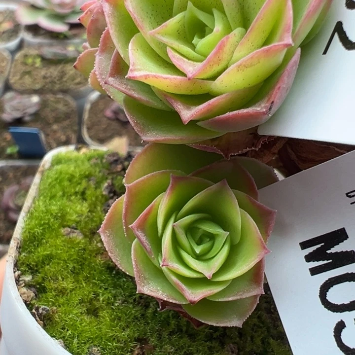 苗苗山地玫瑰多肉05