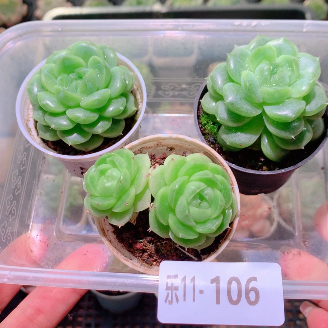 乐然11-106 框拍3颗 带盆土