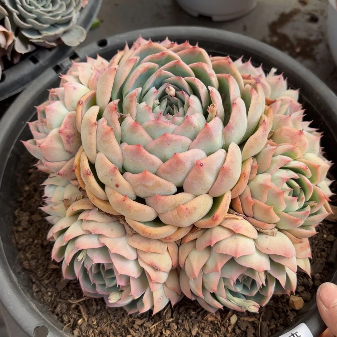 同温层多肉侧影185