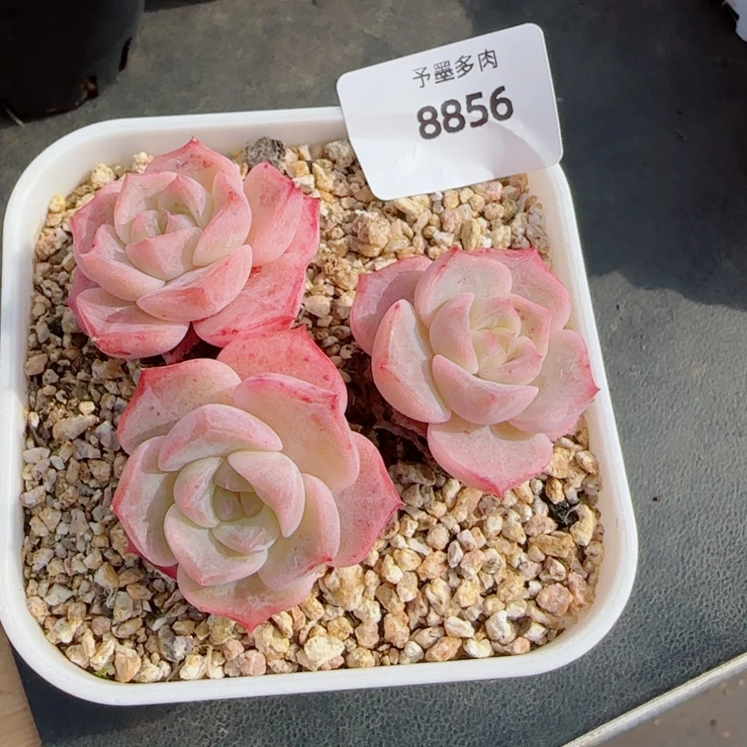 水晶桃子，8856多肉植物