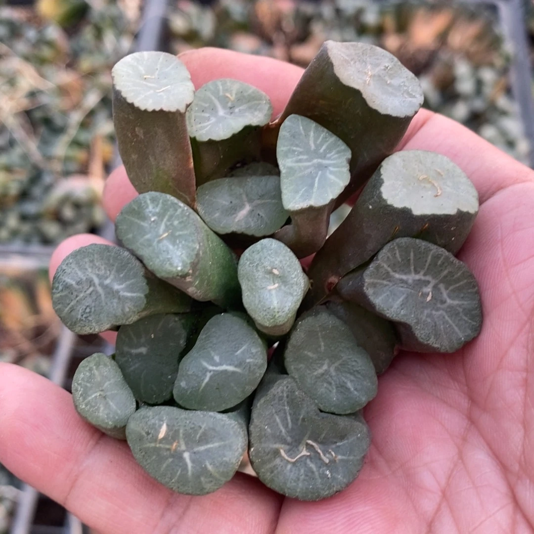 2008 一颗短腿武大郎万象 唯一一款短腿万象品种