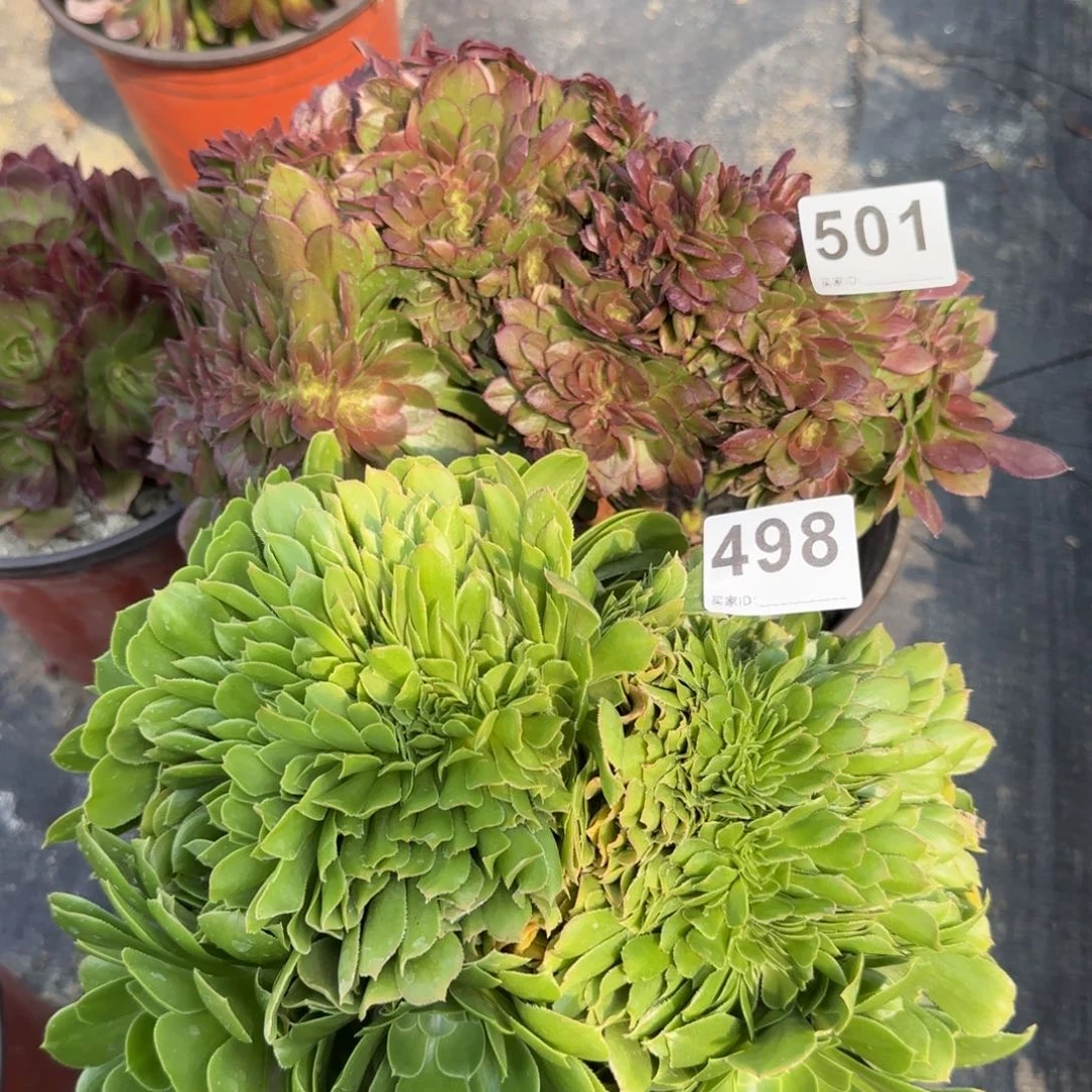 尘****】498501多肉植物两棵