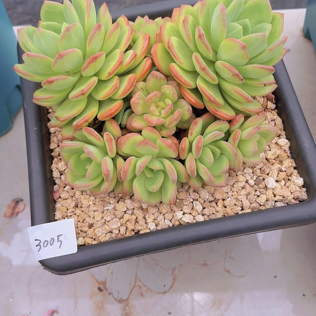 ****٭3005拉萨多肉植物