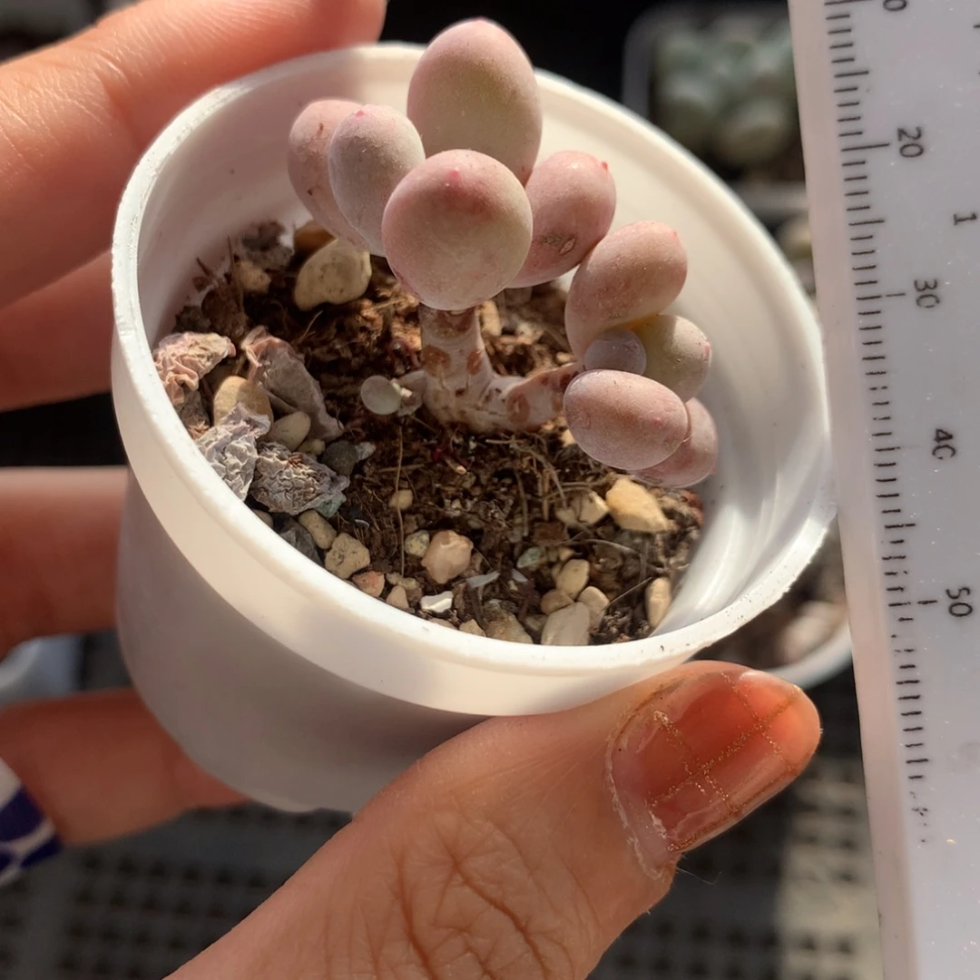 晒了蛋黄不满28发到付，发一片叶，~