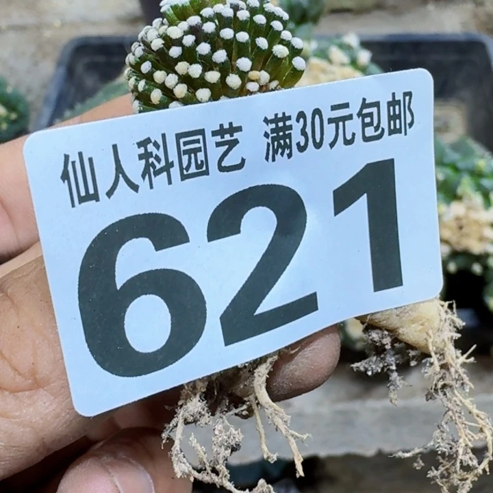 .**z福利自根松针621仙人球