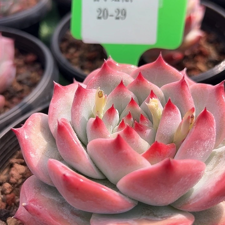 20.29红拉糖一个