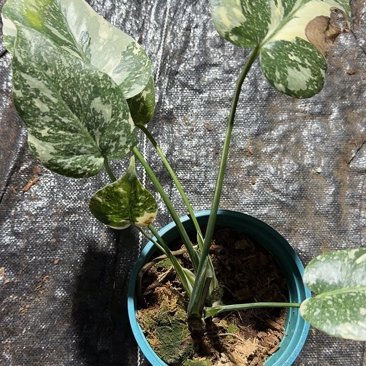 完全开放洒金1随机发货不售后