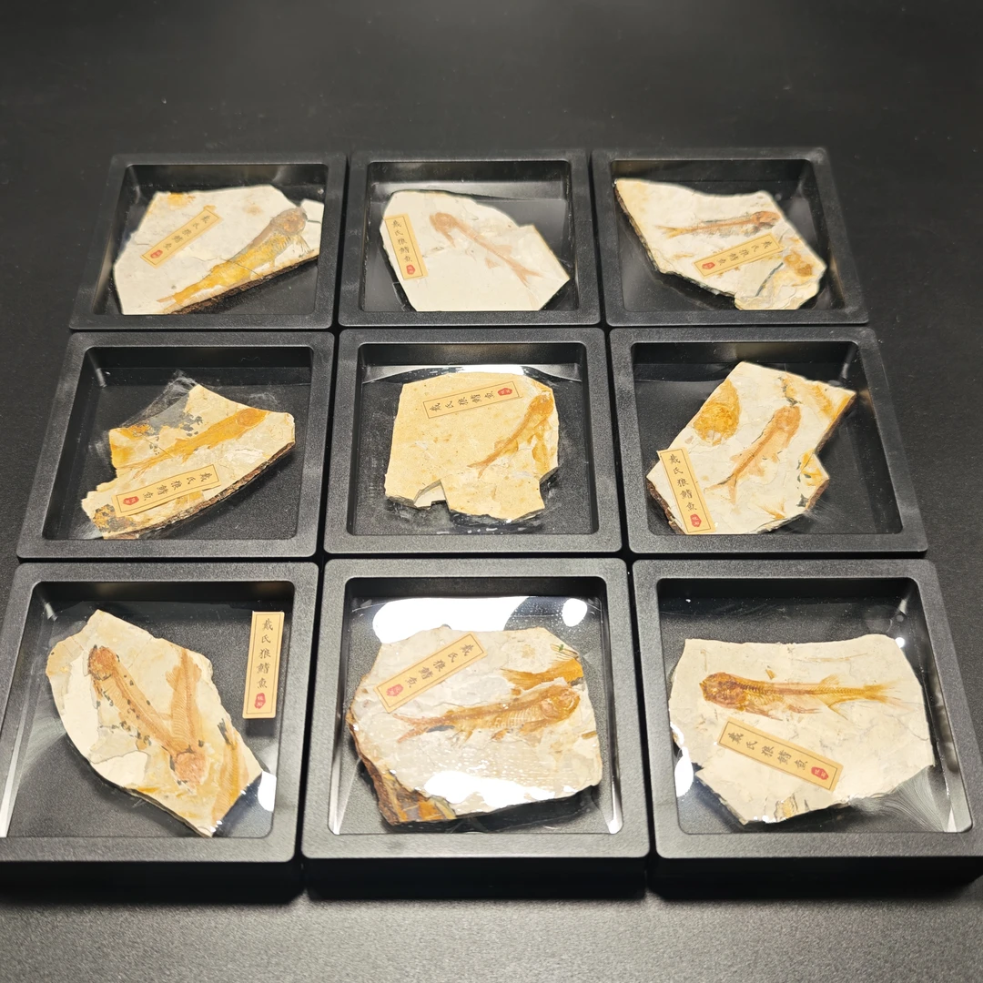 辽西戴氏狼鳍鱼入门级标本孩子科普摆件白垩纪侏罗纪小鱼4-6厘米