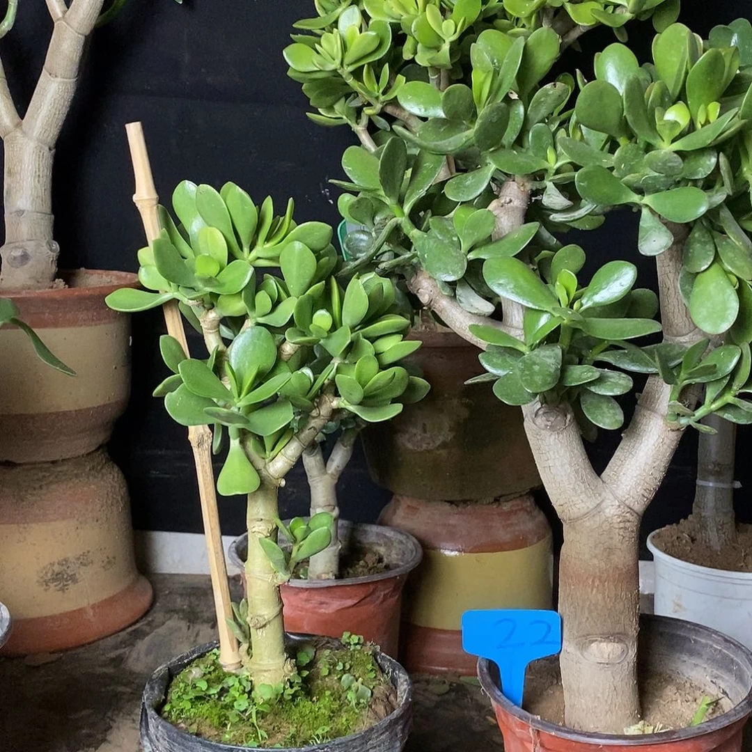 ?**?青叶玉树一物一拍