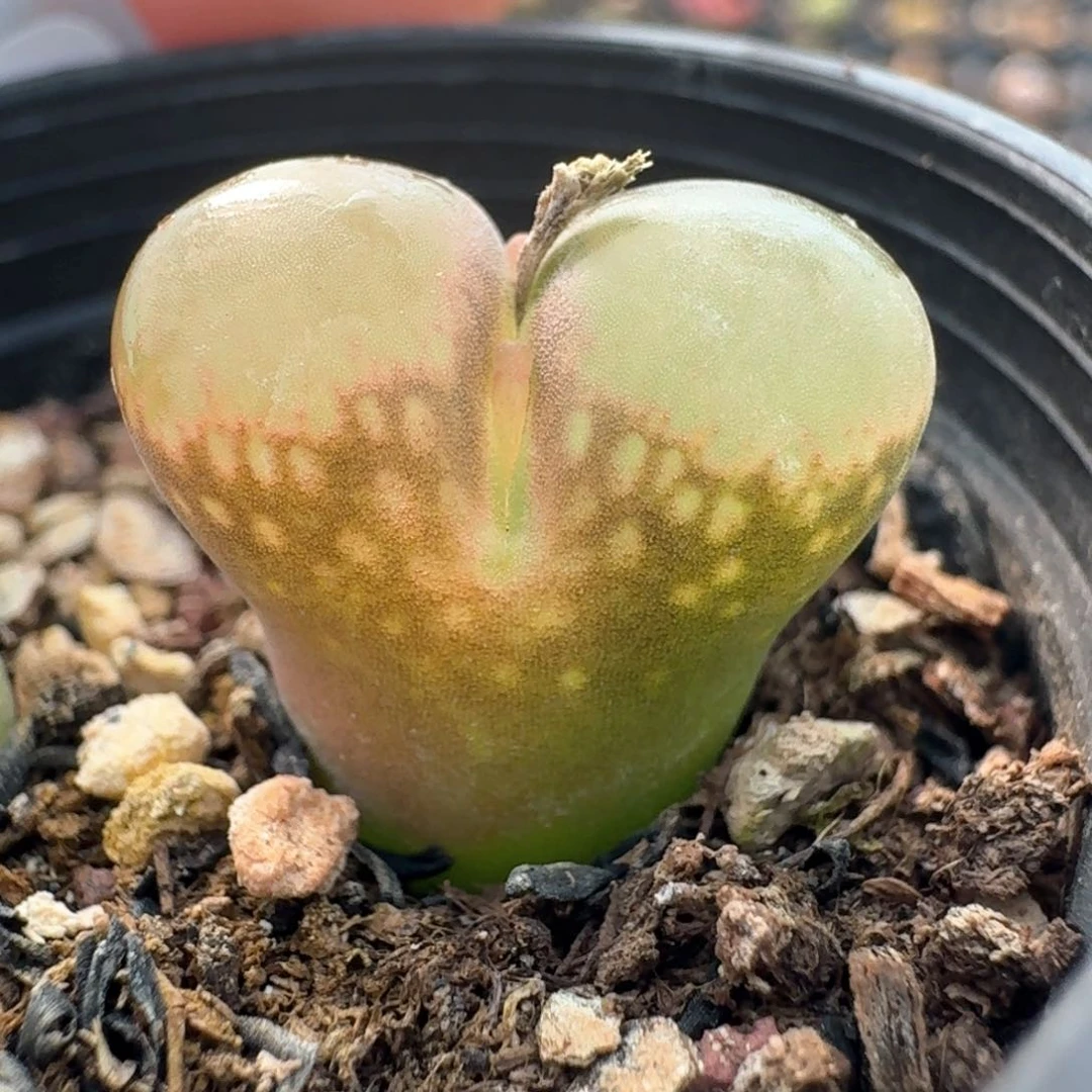 127脱土发货000000000