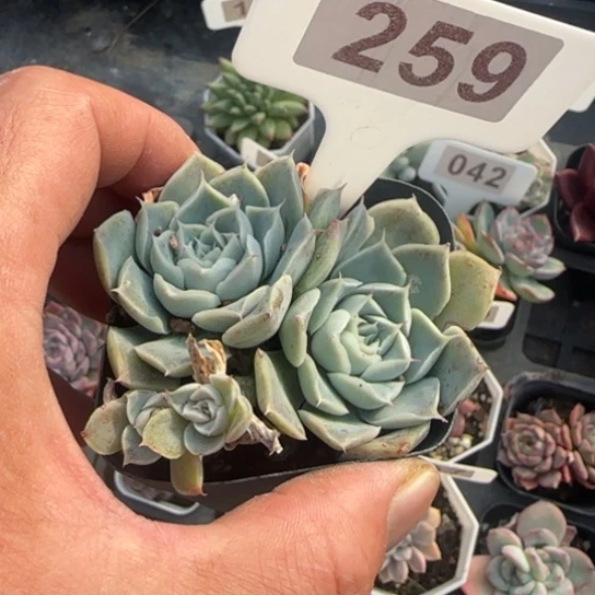 259蓝丝绒多肉植物多