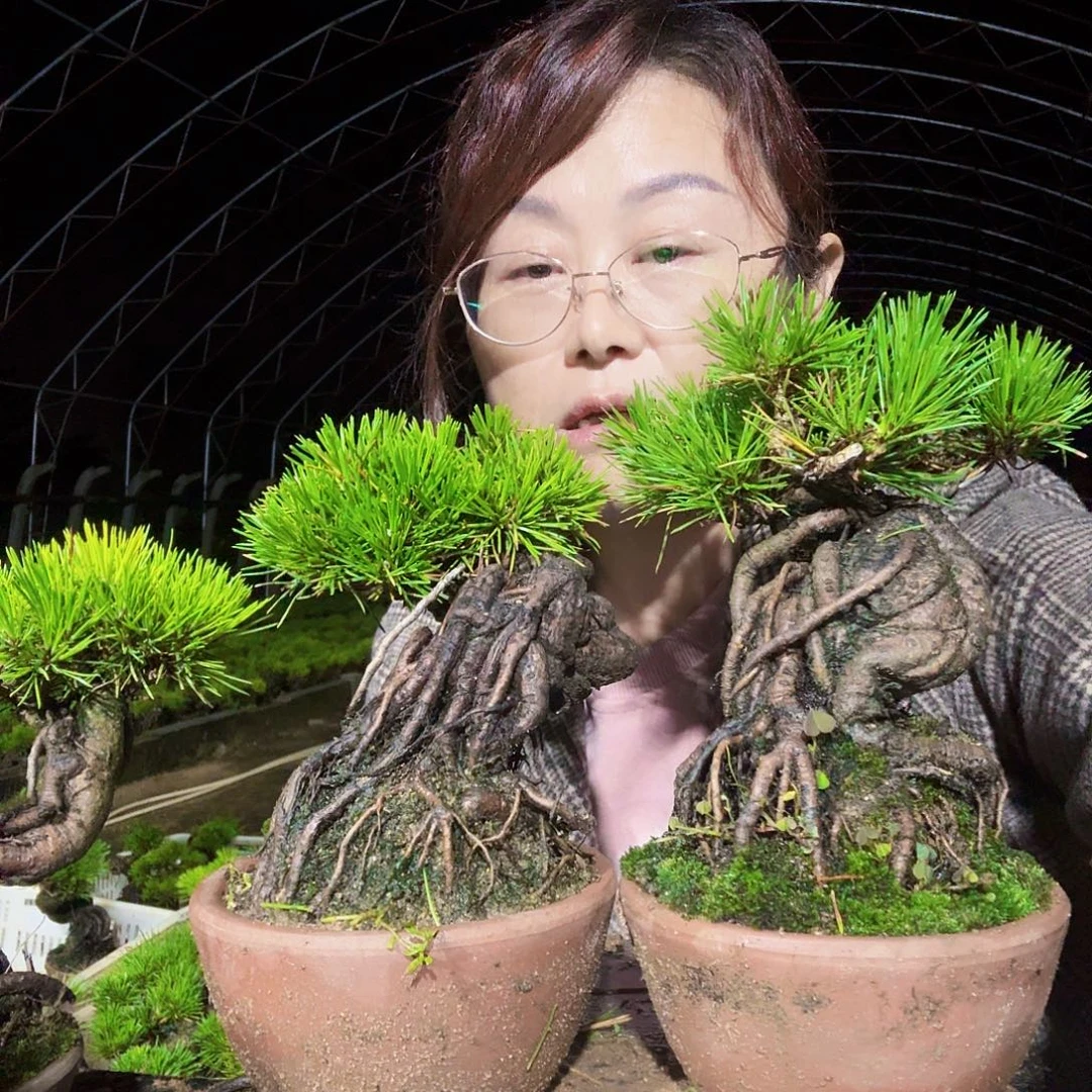 歡***玉完全开放三河黑松盆景