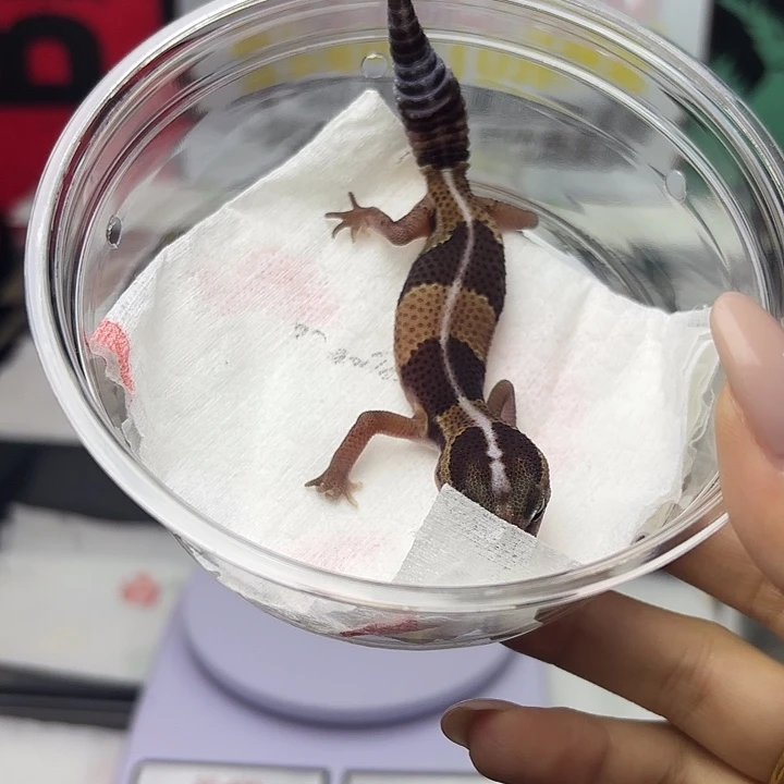 肥尾守宫原色h橘白 v186