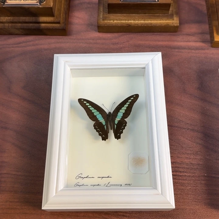 蝴蝶标本蝴蝶标本