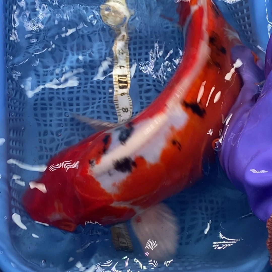 锦鲤冷水锦鲤包邮