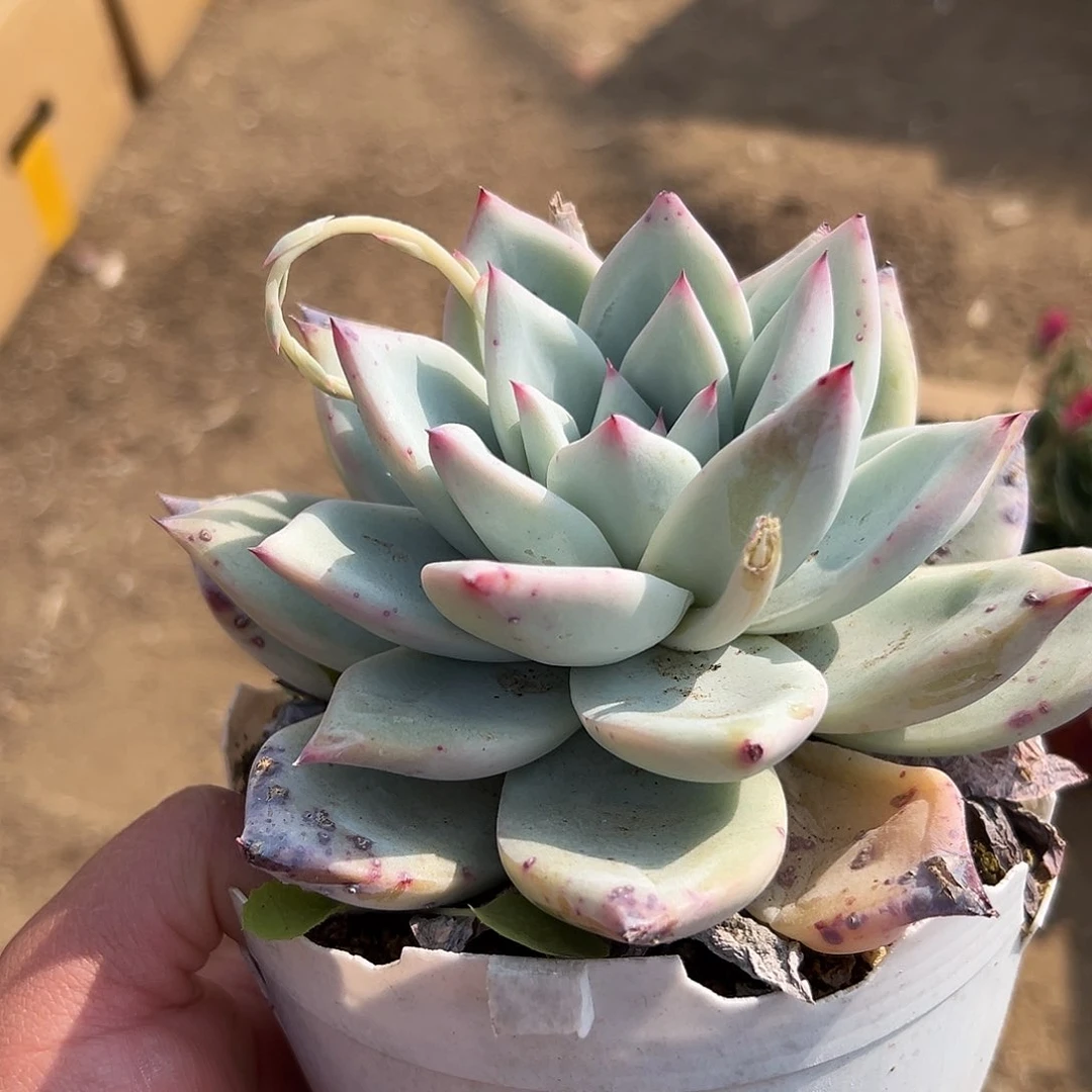 多肉植物墨西哥巨人