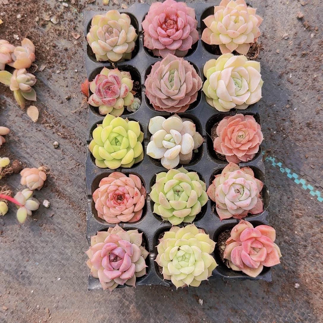 新品15颗优选量拍