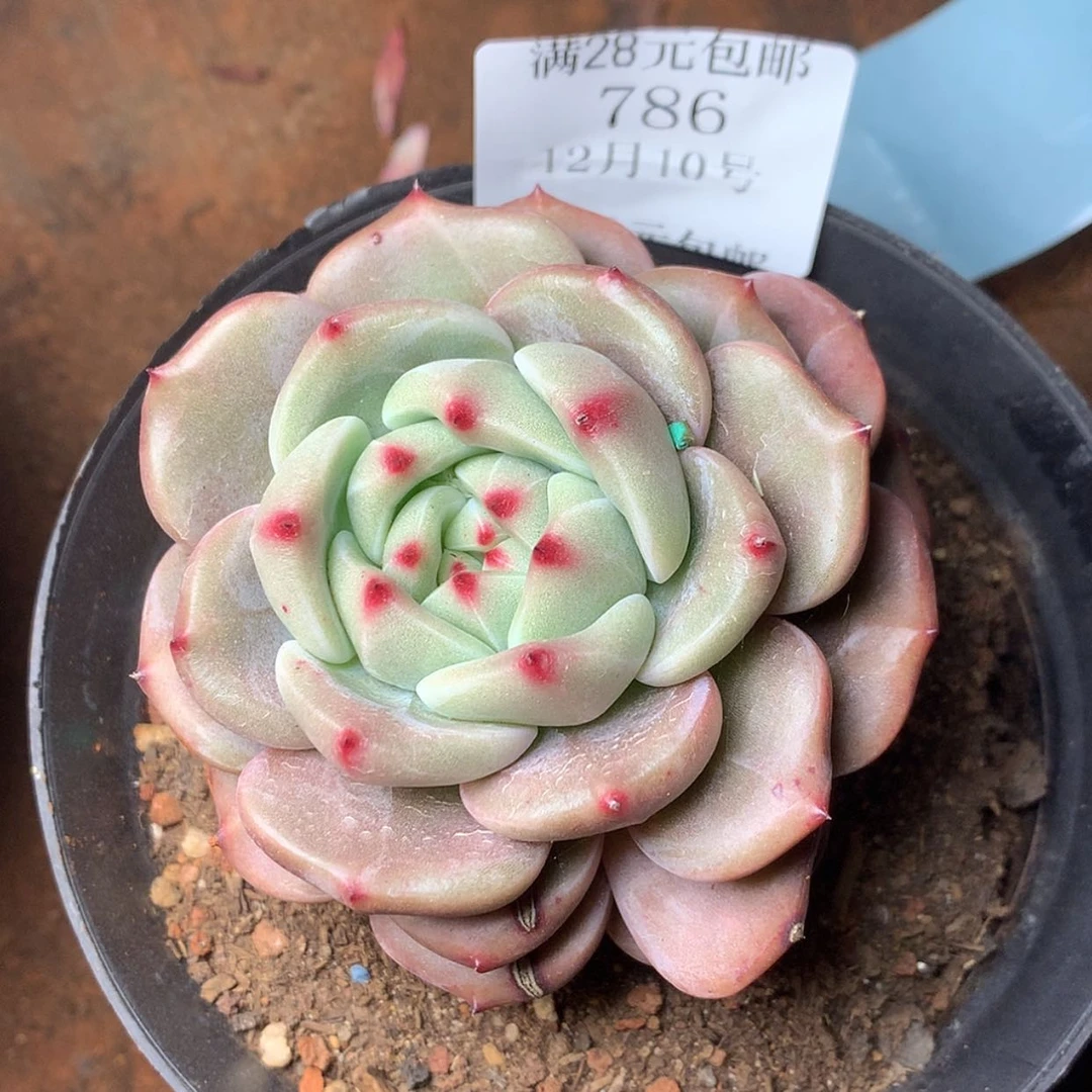 【闪购商品】云786号