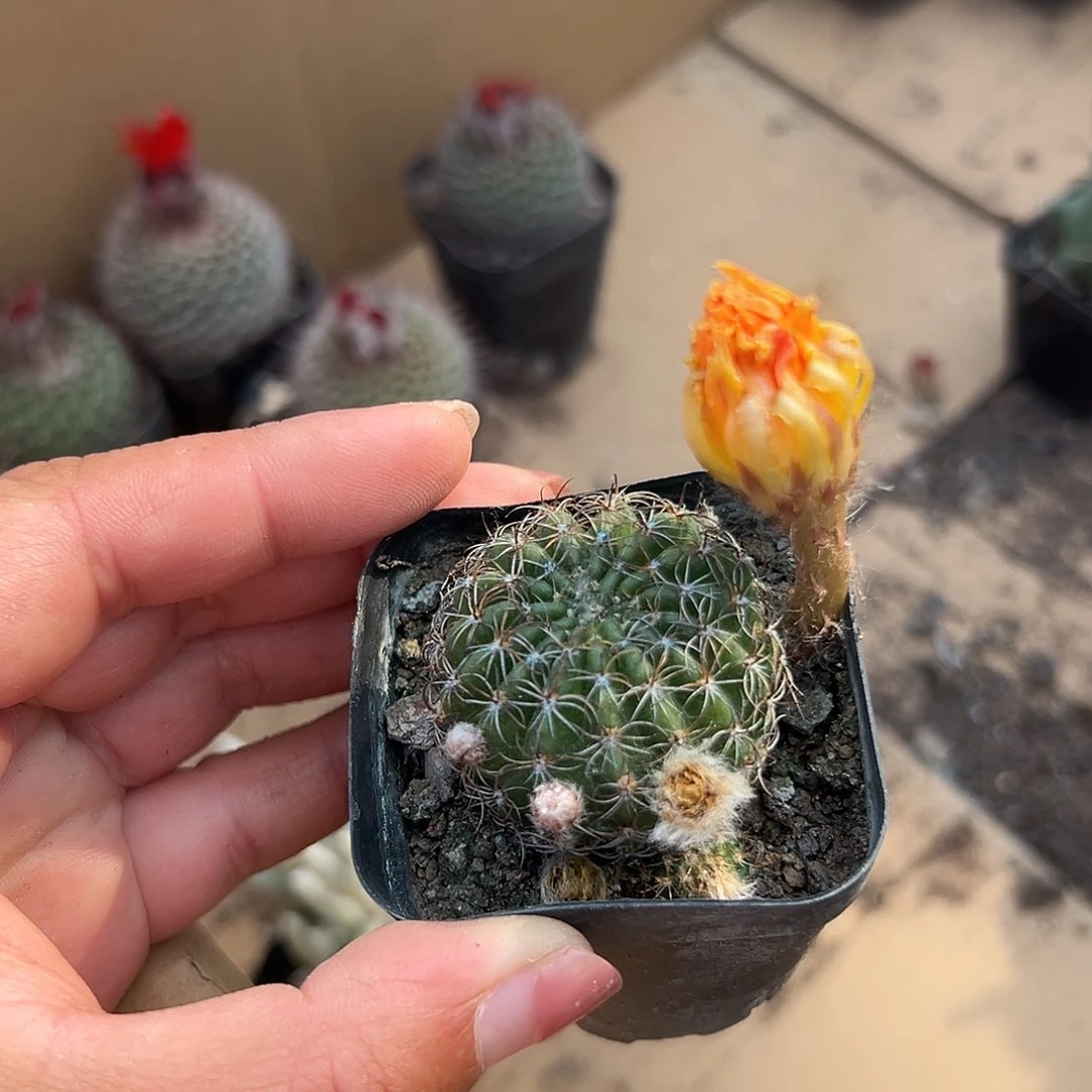 多肉植物丽华花系列