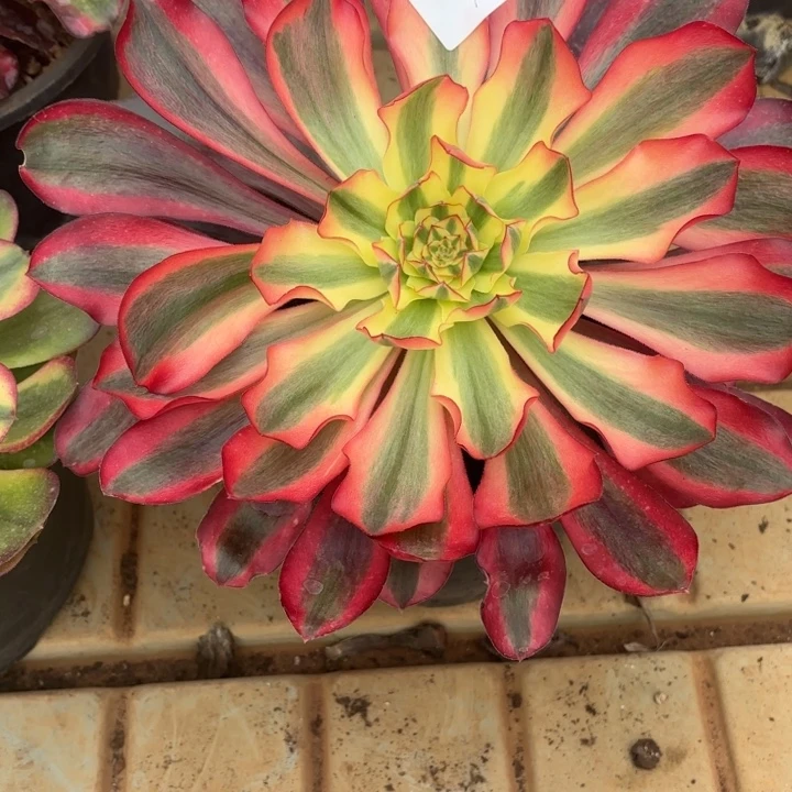 云南红魔女好看1号拍拍拍